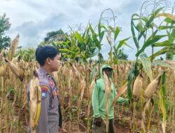 Polsek Tambakboyo Polres Tuban Turun Cek Tanaman jagung Warga di Desa Mander