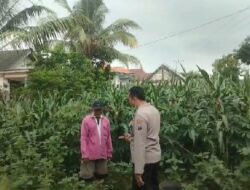 Polsek Grabagan polres Tuban Polda Jawa Timur Dukung Penuh Swasembada Pangan Presiden Prabowo Melalui Pendampingan Petani