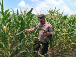 Dukung Astacita Presiden RI, Polsek Kenduruan Polres Tuban Turun Langsung Mengecek Tanaman Jagung Warga Petani
