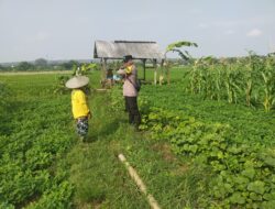 Bhabinkamtibmas Polsek Tuban Sambangi Petani Jagung di Desa Kembangbilo, Dukung Ketahanan Pangan Nasional