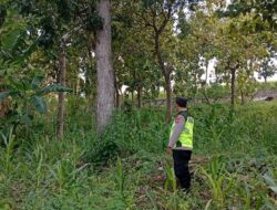 Polri Dukung Astacita, Polsek Rengel Polres Tuban Turun Cek Tanaman Jagung Warga di Desa Rengel