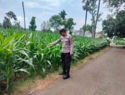 Polsek Montong Polres Tuban Turun Cek Tanaman jagung Warga di Desa Jetak