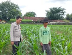 Polsek Plumpang Polres Tuban Turun Langsung Cek Tanaman Jagung Warga