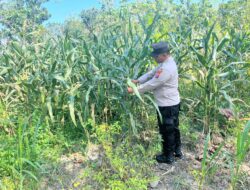 POLSEK BANGILAN DUKUNG PROGRAM KETAHANAN PANGAN MELALUI MONITORING TANAMAN JAGUNG