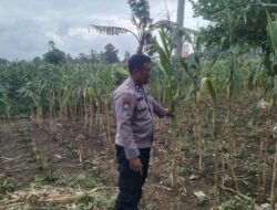 Kapolsek Jenu dan Bhabinkamtibmas Polsek Jenu Polres Tuban Turun ke Ladang, sambang lahan pertanian.