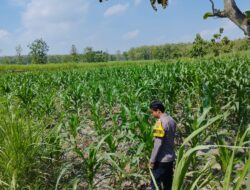 *Dalam rangka mendukung Program ASTACITA, Bhabinkamtibmas Desa Ngawun Polsek Parengan Polres Tuban cek lokasi tanaman jagung milik warga di Desa Ngawun Kec. Parengan*