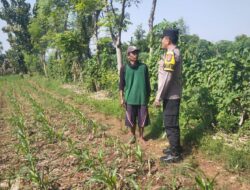 Hadir di Desa Binaan, Bhabinkamtibmas Sidonganti Pantau Perkembangan Tanaman Jagung Warga