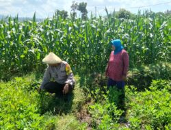 Dukung Penuh Program Ketahanan Pangan Nasional, Bhabinkamtibmas Polsek Bolo Monitoring Pertumbuhan Jagung Warga Binaan