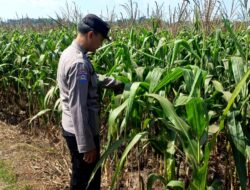 Dukung Program Astacita Presiden RI, Bhabinkamtibmas Polsek Grabagan Polres Tuban Terjun Langsung Cek Ketahanan Pangan Di Desa Grabagan