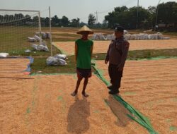 Dukung Ketahanan Pangan, Personel Polsek Bancar Monitoring Panen Jagung di Desa Tergambang