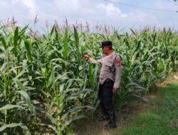 POLRI HADIR DUKUNG KETAHANAN PANGAN, POLSEK BANGILAN LAKUKAN MONITORING TANAMAN JAGUNG