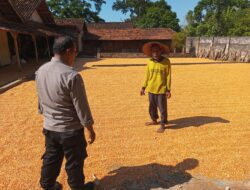 Polri Dukung Astacita, Polsek Semanding Polres Tuban Turun Cek Tanaman jagung milik Warga di Desa Kowang