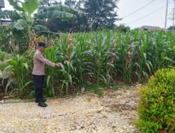 Bhabinkamtibmas Desa Sugiharjo Aktif Dampingi Petani Jagung Wujudkan Ketahanan Pangan
