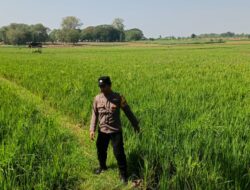 Polri Dukung Astacita, Polsek Parengan Polres Tuban melalui Bhabinkamtibmas Polsek Parengan Cek Lokasi Tanaman Padi milik warga di Desa Kemlaten Kec. Parengan Kab. Tuban.