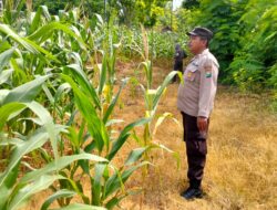 Polsek Plumpang Polres Tuban Turun Langsung Cek Tanaman Jagung Warga