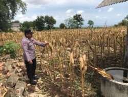 Polri Dukung Astacita, Polsek Merakurak Polres Tuban Turun Cek Tanaman Jagung Warga di Desa Temandang