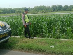 Polri Dukung Astacita, Polsek Rengel Polres Tuban Turun Cek Tanaman Jagung Warga di Desa Campurejo