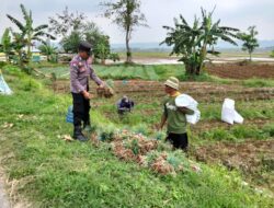 Petani Kerek Kembangkan Bawang Merah, Dukung Ketahanan Pangan Nasional
