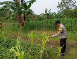 Bhabinkamtibmas Desa Sokogrenjeng Polsek Kenduruan Polres Tuban Turun Langsung Mengecek Tanaman Jagung Petani