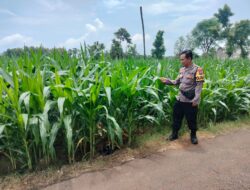 Polri Dukung Astacita, Polsek Palang Polres Tuban Turun Cek Tanaman jagung milik Warga di Desa Tegalbang