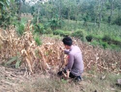 Polsek Montong Polres Tuban Turun Cek Tanaman jagung Warga di Desa Bringin
