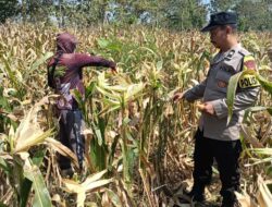 Polisi RW Polsek Senori Monitoring Tanaman Jagung Warga Desa Medalem