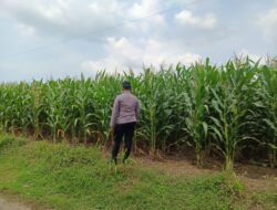 Polsek Tambakboyo Polres Tuban Turun Cek Tanaman jagung Warga di Desa Plajan