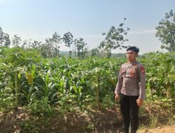 Polsek Singgahan Polres Tuban Turun Cek Tanaman jagung Warga di Desa Tingkis