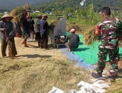 TNI Hadir di Sawah, Dukung Petani Wujudkan Swasembada Pangan
