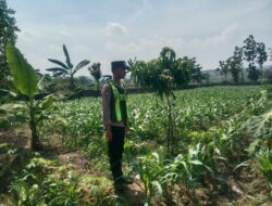Polsek Singgahan Polres Tuban Turun Cek Tanaman jagung Warga di Desa Mulyoagung