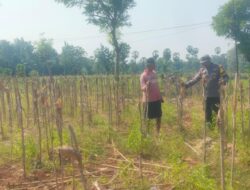 Bhabinkamtibmas Desa Kembangbilo Sambangi Petani Jagung, Perkuat Sinergi  Dukung Ketahanan Pangan