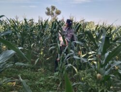 Anggota Bhabinkamtibmas Polsek Jenu Polres Tuban Turun ke Ladang, sambang lahan pertanian.