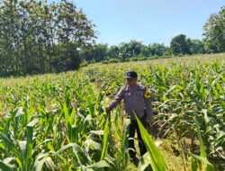 Dukung Astacita, Polsek Jatirogo Turun ke Ladang Cek Tanaman Jagung Warga Desa Demit