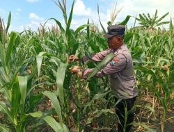Polres Tuban Dukung Astacita Prabowo, Petugas Polmas Polsek Kenduruan Cek Langsung Tanaman Jagung Petani Desa Sidomukti