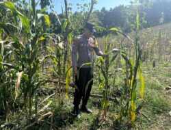 POLRI HADIR DUKUNG KETAHANAN PANGAN, POLSEK BANGILAN MONITORING TANAMAN JAGUNG MILIK WARGA