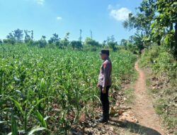 Polsek Tambakboyo Polres Tuban Turun Cek Tanaman jagung Warga di Desa Mander