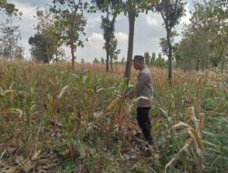 Polsek Montong Polres Tuban Turun Cek Tanaman jagung Warga di Desa Jetak