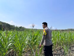 Dalam rangka Polri Dukung Program Astacita, Bhabinkamtibmas Desa Parangbatu Polsek Parengan Polres Tuban sambang lokasi tanaman jagung di Desa Parangbatu Kec. Parengan