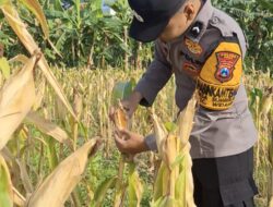 Hasil Pengecekan Buah Jagung Milik Warga di Desa Sumberjo Hampir Sempurna Untuk di Panen