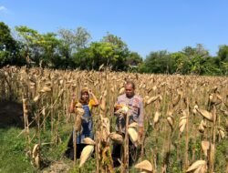 Jaga Ketahanan Pangan, Bripka Nasri Fikhrom Monitor Tanaman Jagung di Desa Tenggerkulon