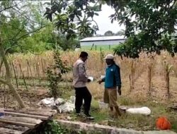 “Bhabinkamtibmas Turun ke Desa Binaan, Bantu Petani Tanam Jagung.”