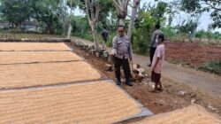 Polri Dukung Astacita, Polsek Semanding Polres Tuban Turun Cek Tanaman jagung milik Warga di Desa Jadi