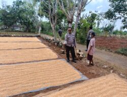 Polri Dukung Astacita, Polsek Semanding Polres Tuban Turun Cek Tanaman jagung milik Warga di Desa Jadi