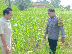 Polsek Grabagan polres Tuban Polda Jawa Timur Dukung Penuh Swasembada Pangan Presiden Prabowo Melalui Pendampingan Petani