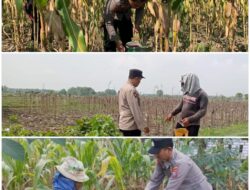 Polsek Soko polres Tuban Polda Jawa Timur Bergerak! Dukung Penuh Swasembada Pangan Presiden Prabowo Melalui Pendampingan Petani