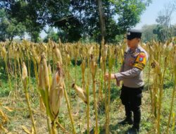 Anggota Bhabinkamtimas Desa Sendang Polsek Senori Polres Tuban Monitoring Tanaman Jagung Warga di Desa Binaan