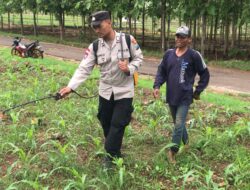 Polri Dukung Astacita, Polsek Merakurak Polres Tuban Turun Cek Tanaman Jagung Warga di Desa Tuwiri Kulon