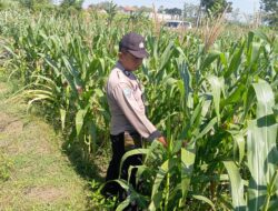 Dukung Astacita, Polsek Jatirogo Pantau Langsung Ladang Jagung Warga Desa Paseyan