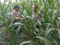 Dukung Program Astacita Presiden, Polsek Kenduruan Polres Tuban Turun Langsung Cek Tanaman Jagung Petani .