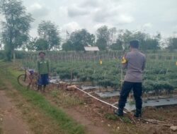 Dukung Ketahanan Pangan, Petani Kerek Manfaatkan Pekarangan untuk Tanam Cabai
